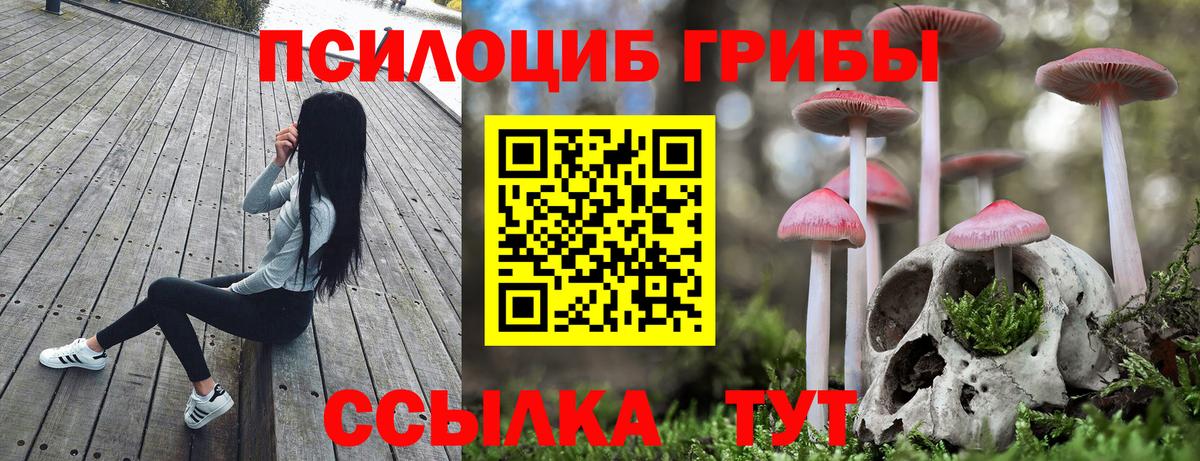 Элиста  Галлюциногенные грибы Psilocybine cubensis  Вход с VPN 